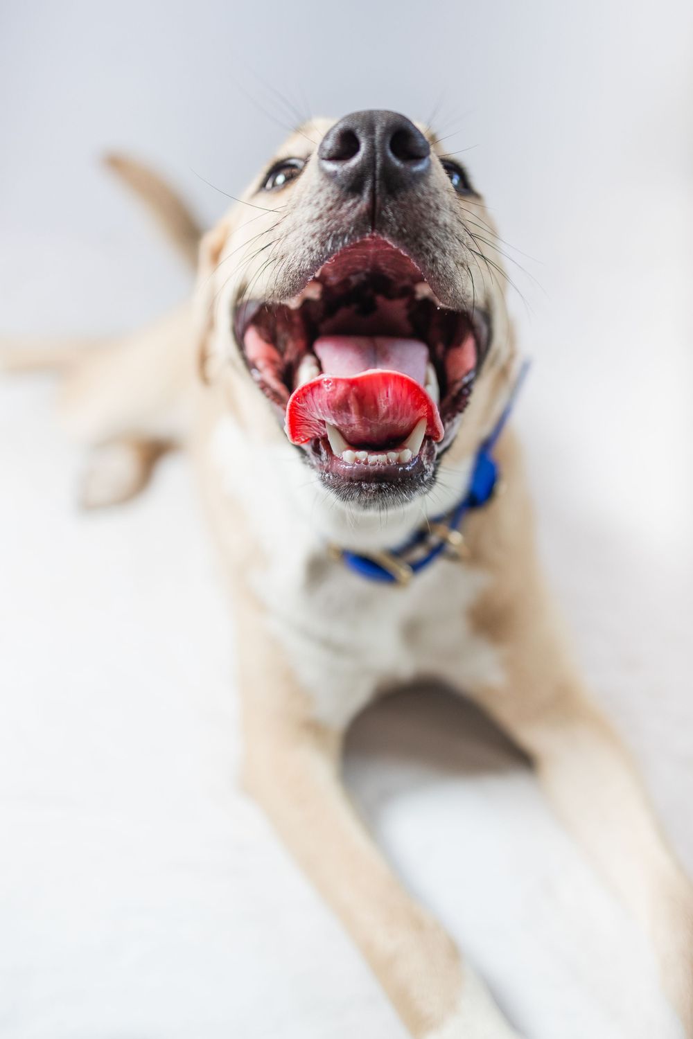 Close-up of happy dog's open mouth showing teeth and pink tongue while wearing blue collar.