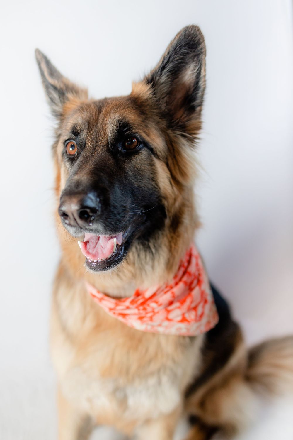 German Shepherd wearing orange bandana smiles at camera against white background.