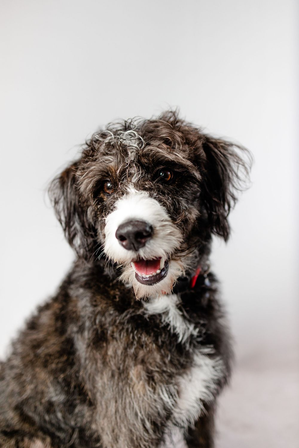 Happy bernedoodle dog with shaggy coat wearing red collar against white background.