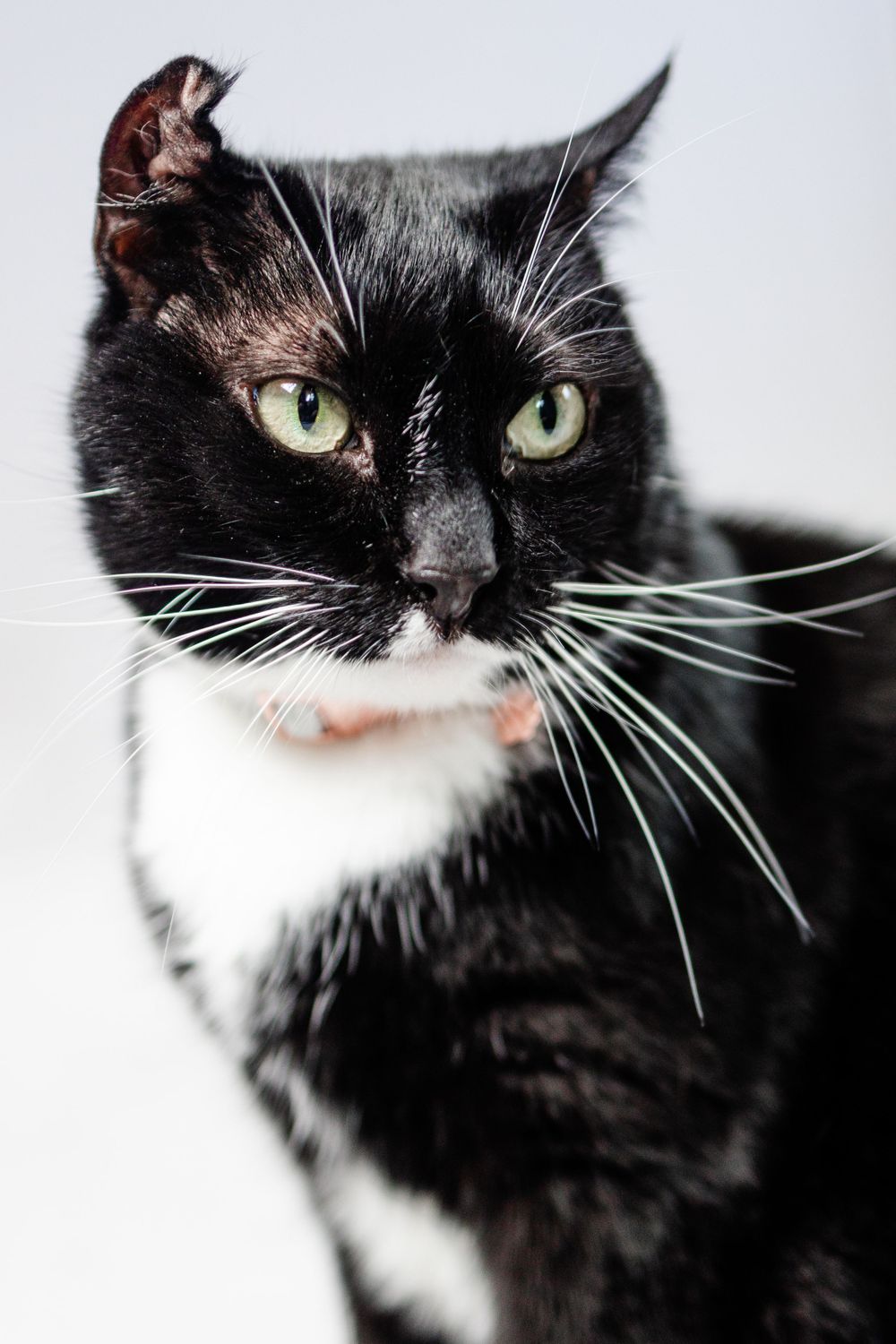 Black and white tuxedo cat with bright green eyes in close-up portrait.