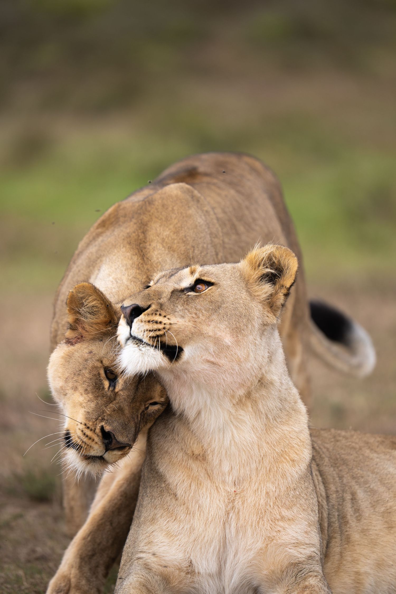 Two lionesses showing affection by rubbing heads together in tender moment.