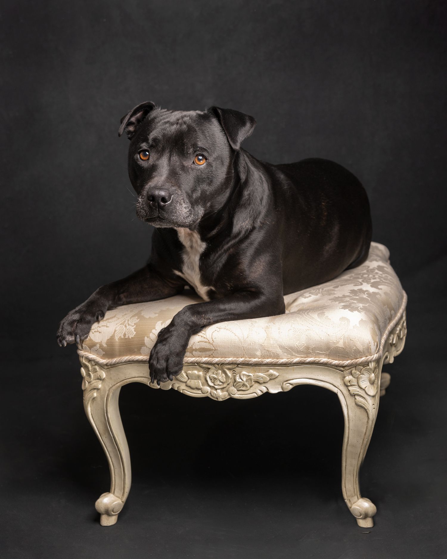 Black pitbull, Studio Pets Photographer, Dog's photographer, Northampton. www.elenabrownportraits.co.uk,