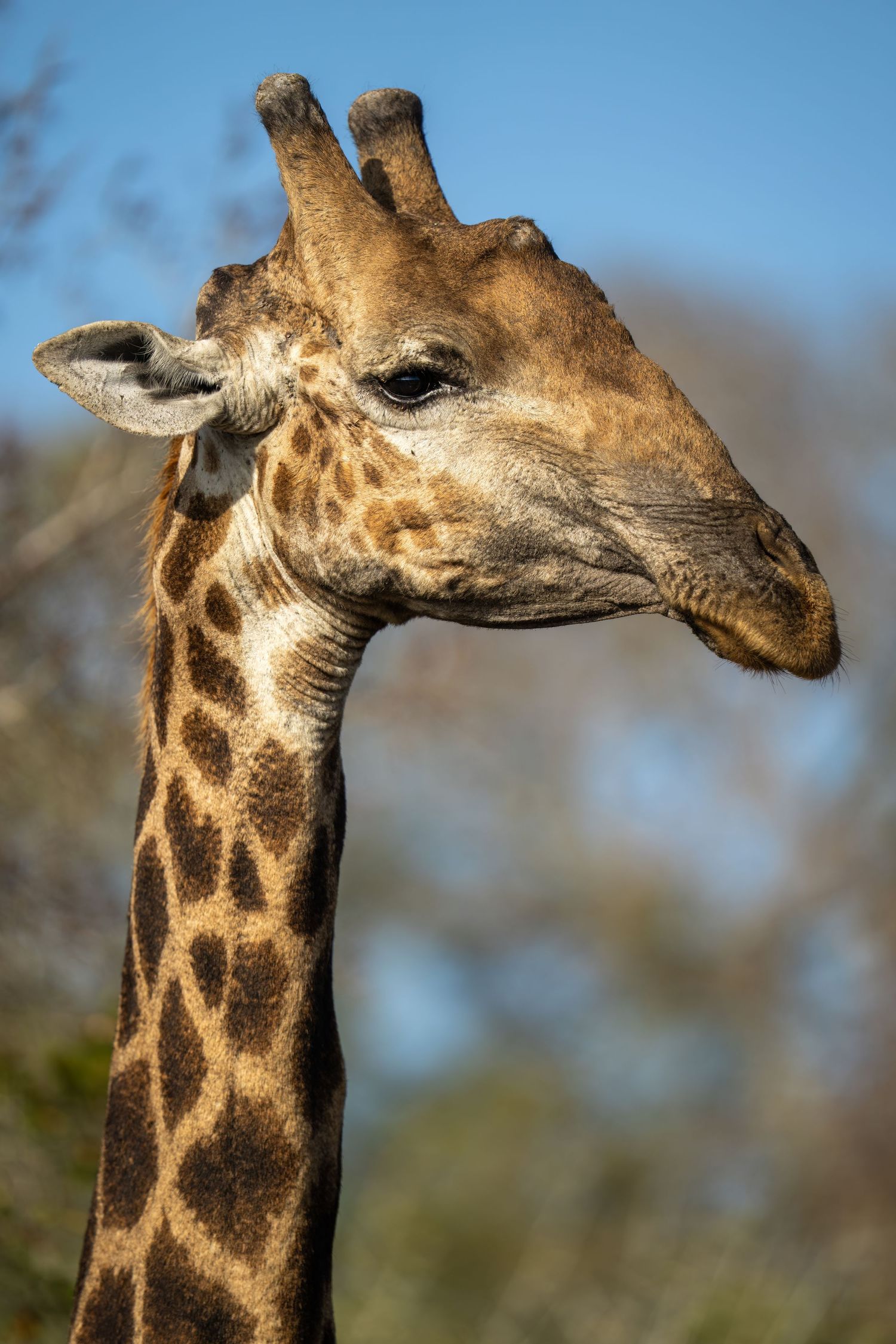 Close-up sequence of a giraffe's head and neck showing distinctive spotted pattern.