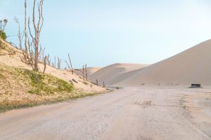 Desert road winding past bare trees and large sand dunes under blue sky.