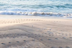 Footprints in wet sand along a peaceful beach shoreline with gentle waves.