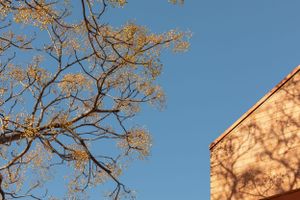 Bare tree branches against blue sky with corner of brick building visible.