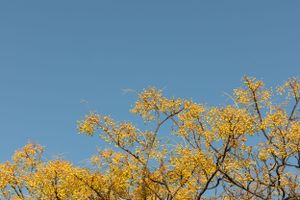 Yellow autumn leaves against bright blue sky creating natural canopy.