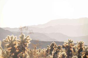 Desert cacti silhouetted against layered mountain landscape at dusk.