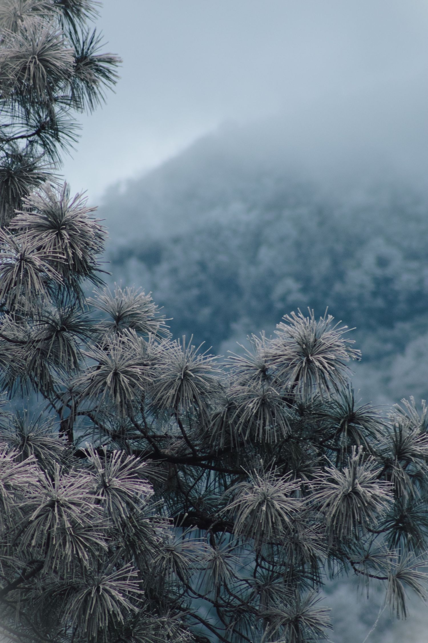 Frost-covered pine tree branches with misty mountain forest in the background.