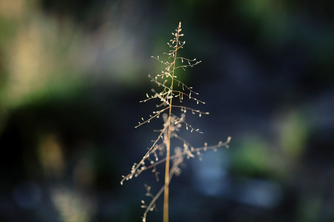 beautiful-flower