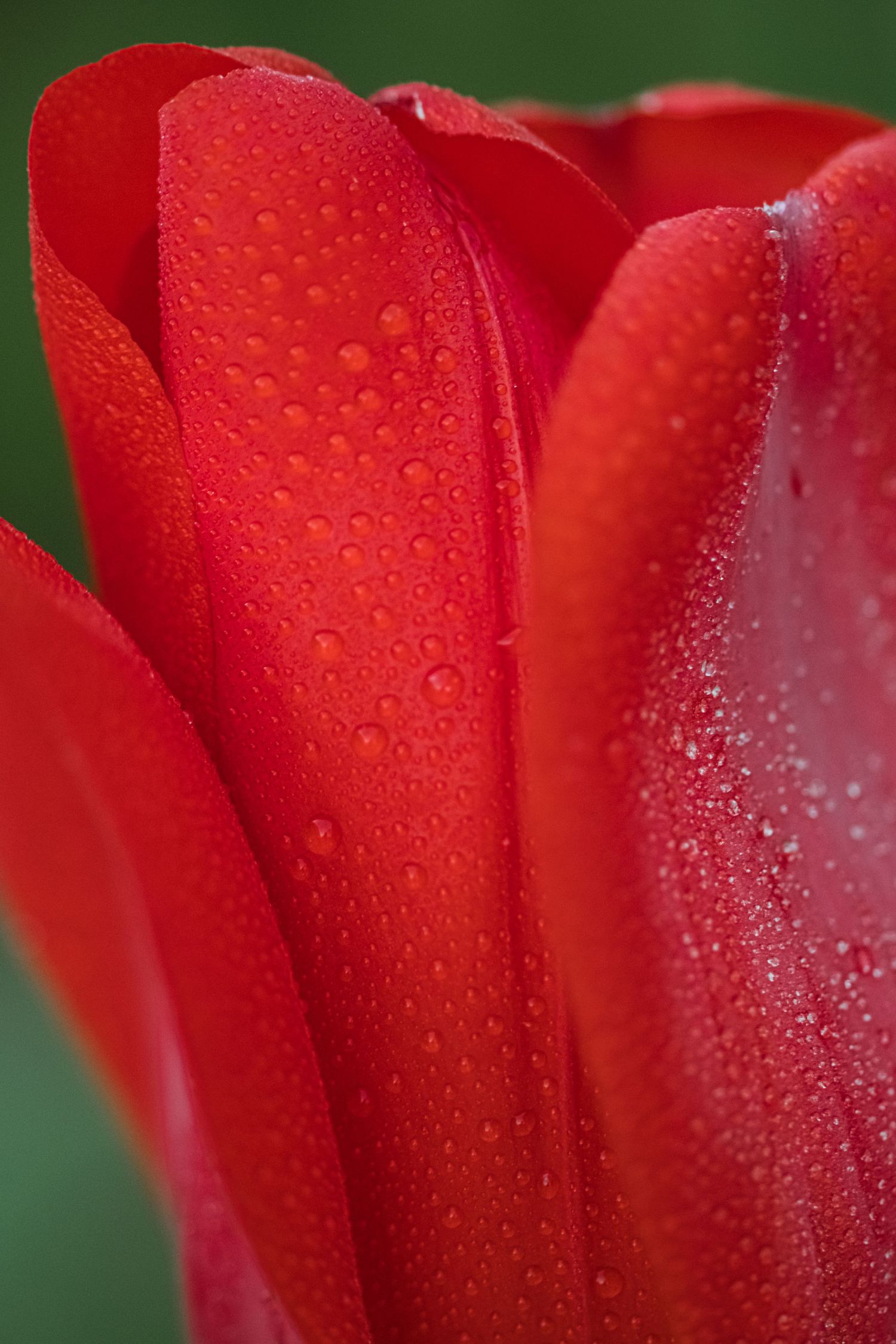 Macro shot of red tulip petals covered in water droplets against green background.