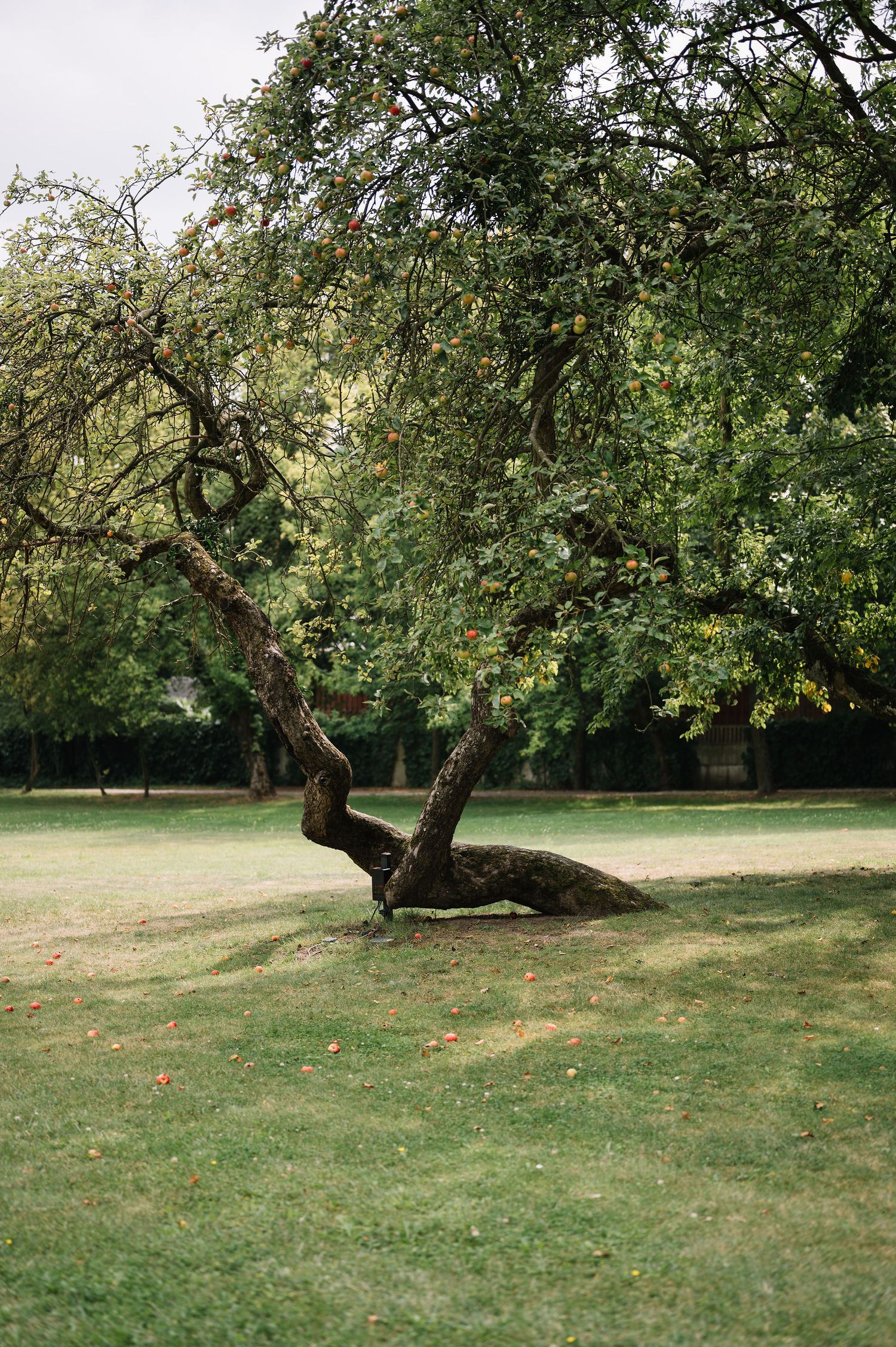 Twisted old tree with sprawling branches in a serene garden setting.
