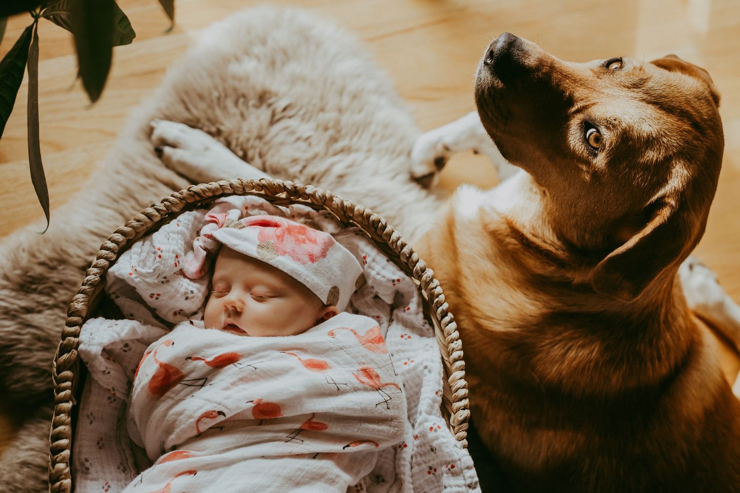 Newborn baby girl sleeps next to brown dog in Calgary home