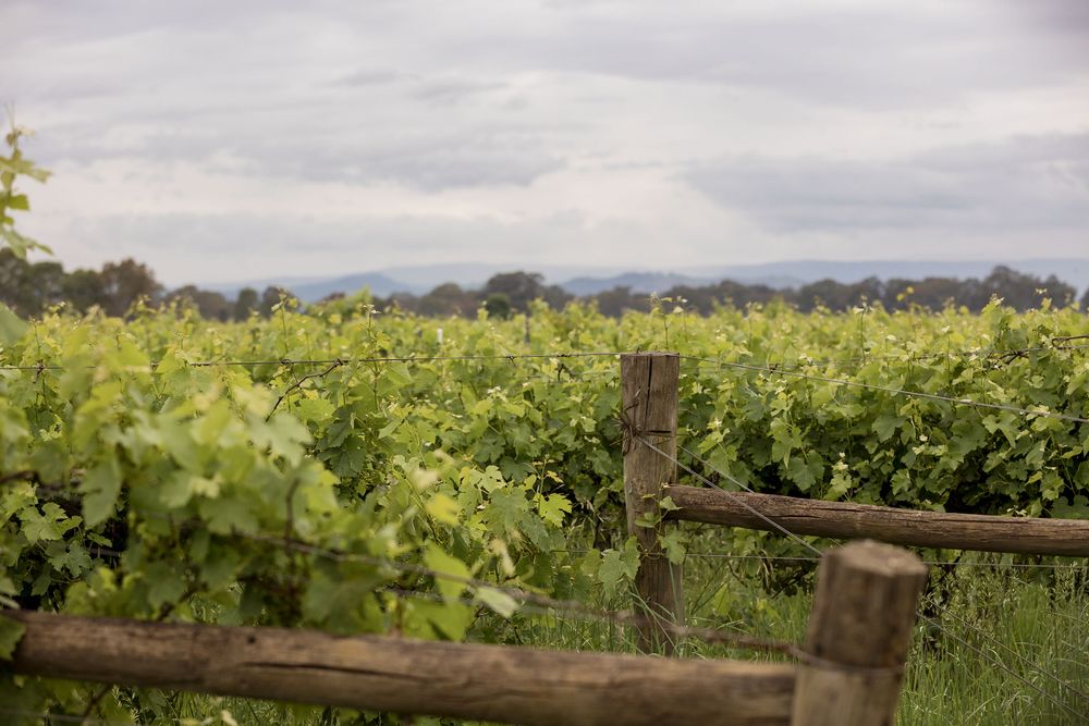 The Vines at Brown Brothers Winery in Milawa captured by Jason from Jason Robins Photography