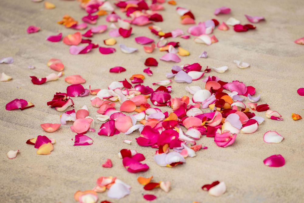 Rose petals on the ground at Lanvemore Milawa during a wedding Ceremony captured by Jason from Jason Robins Photography