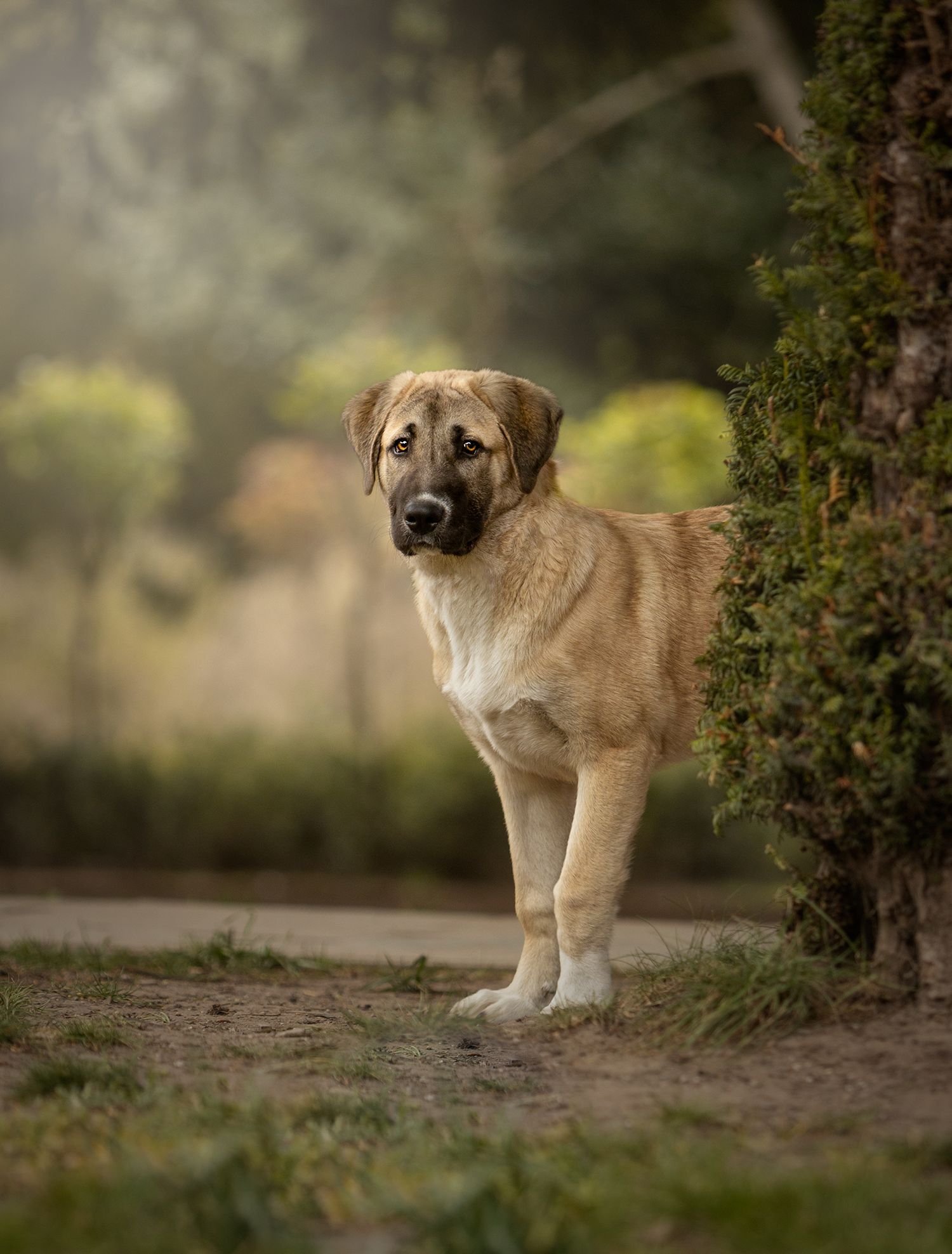 anatolian shepard bramhall park cheshire