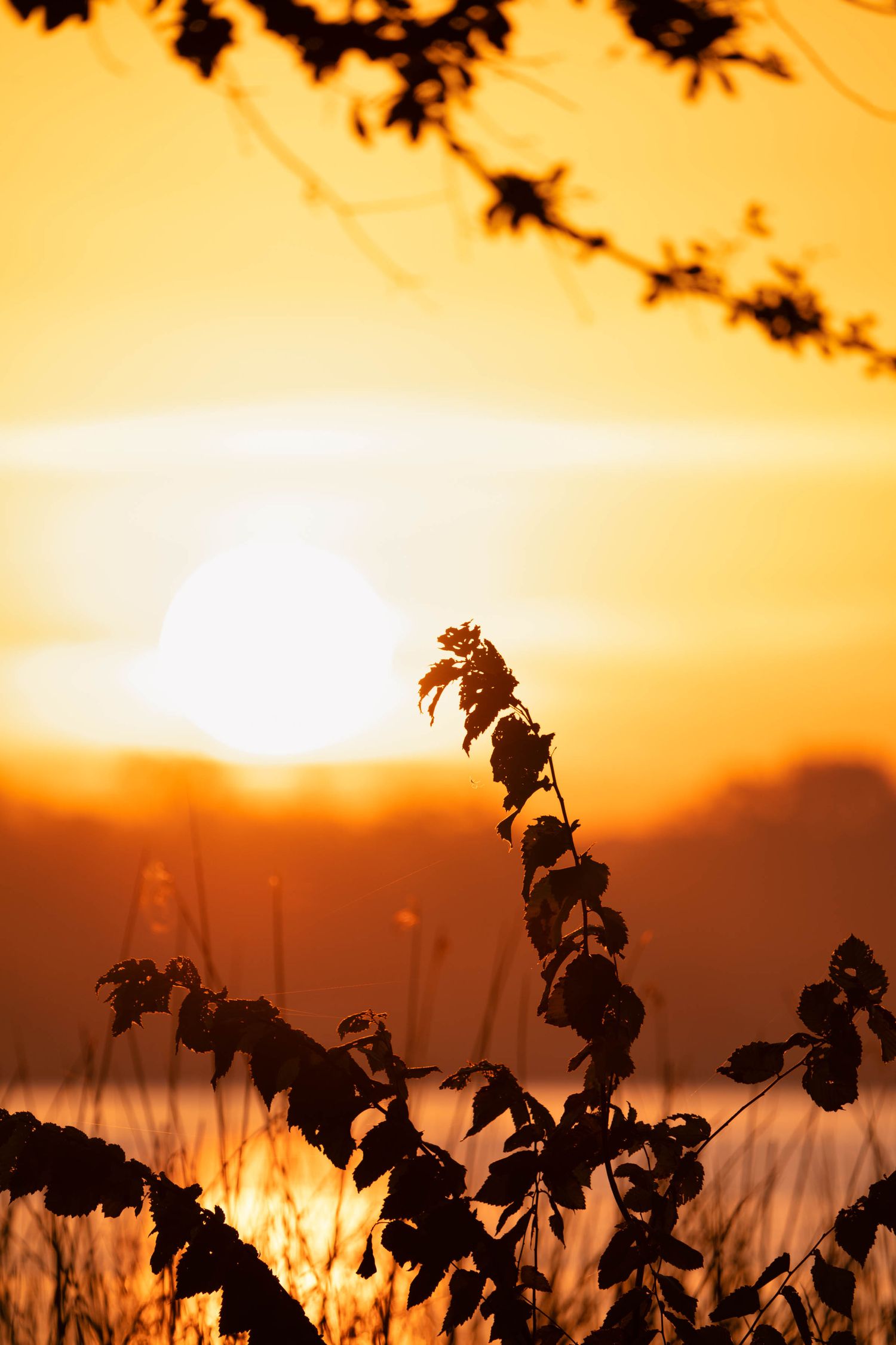 Silhouette of plant leaves against golden sunset sky with sun peeking through.