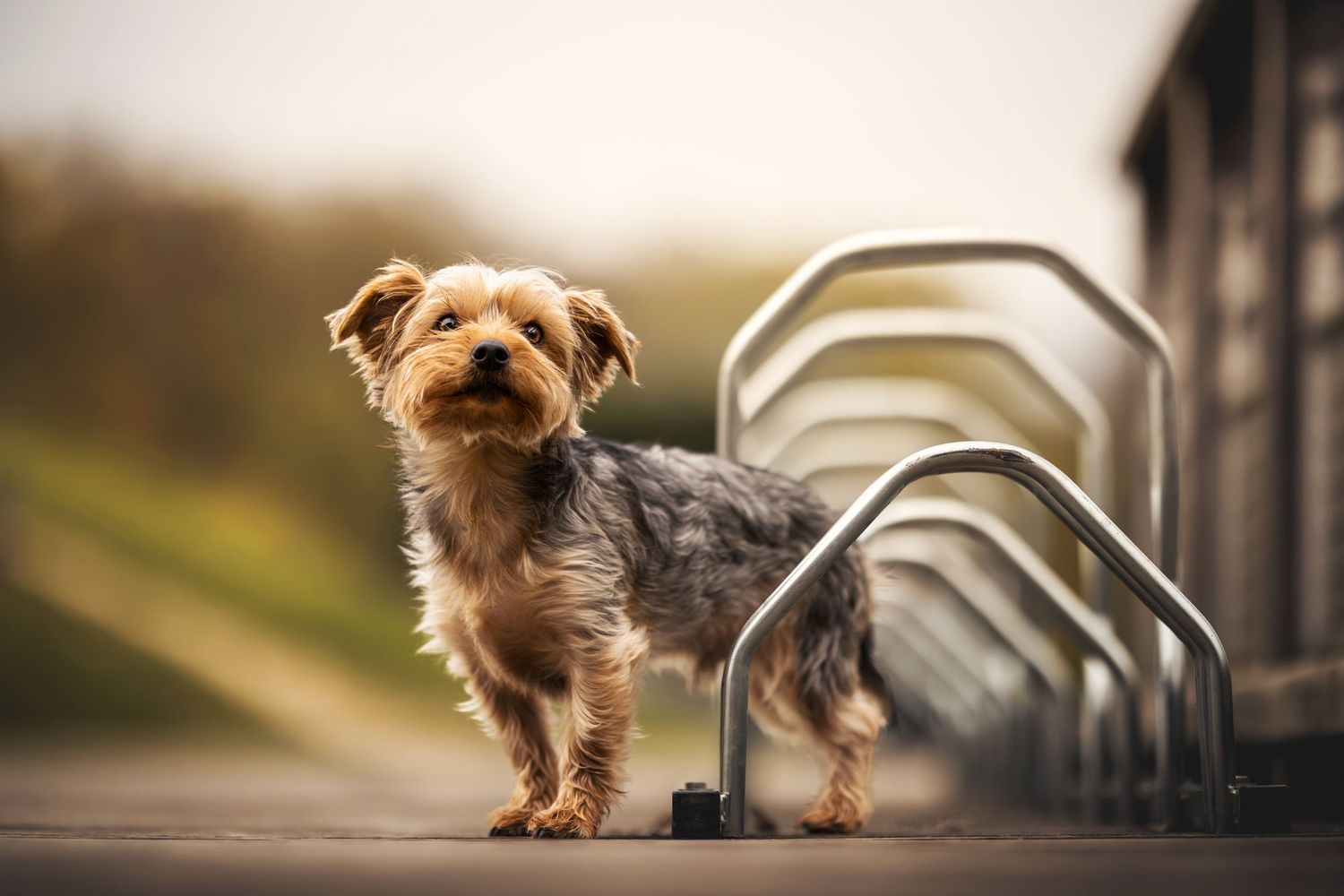 Yorkshire terrier standing next to metal bike racks with warm autumn background.
