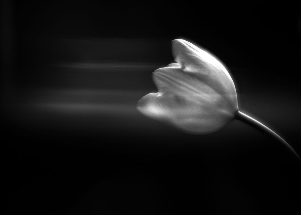 Black and white close-up of a delicate tulip flower against a dark background.