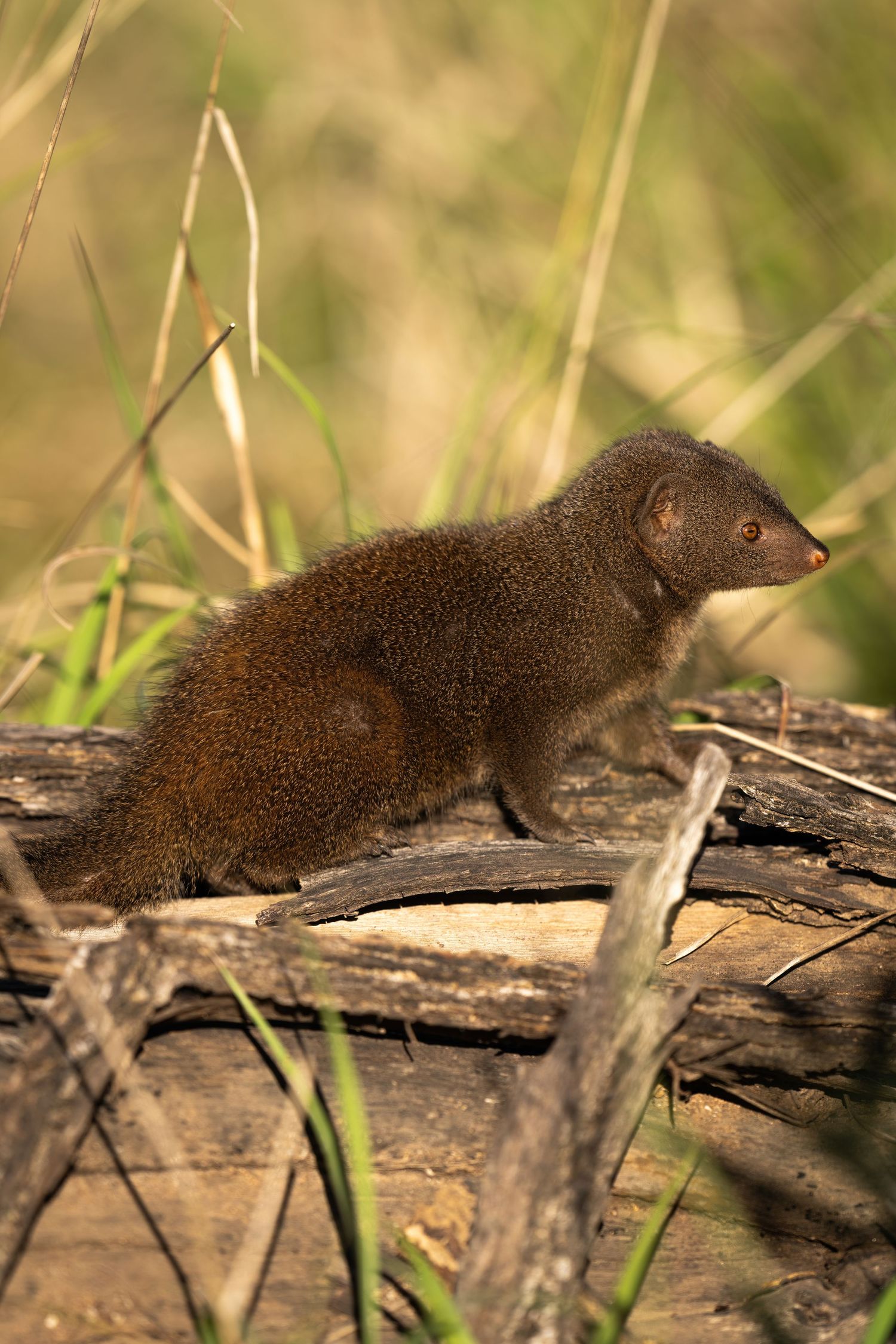 Multiple views of a small brown shrew moving across a fallen log in grass.