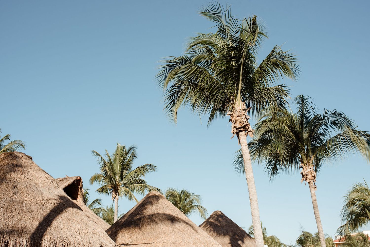Thatched roof huts and tall palm trees against a bright blue tropical sky.