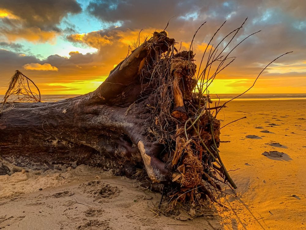 Beach Tree