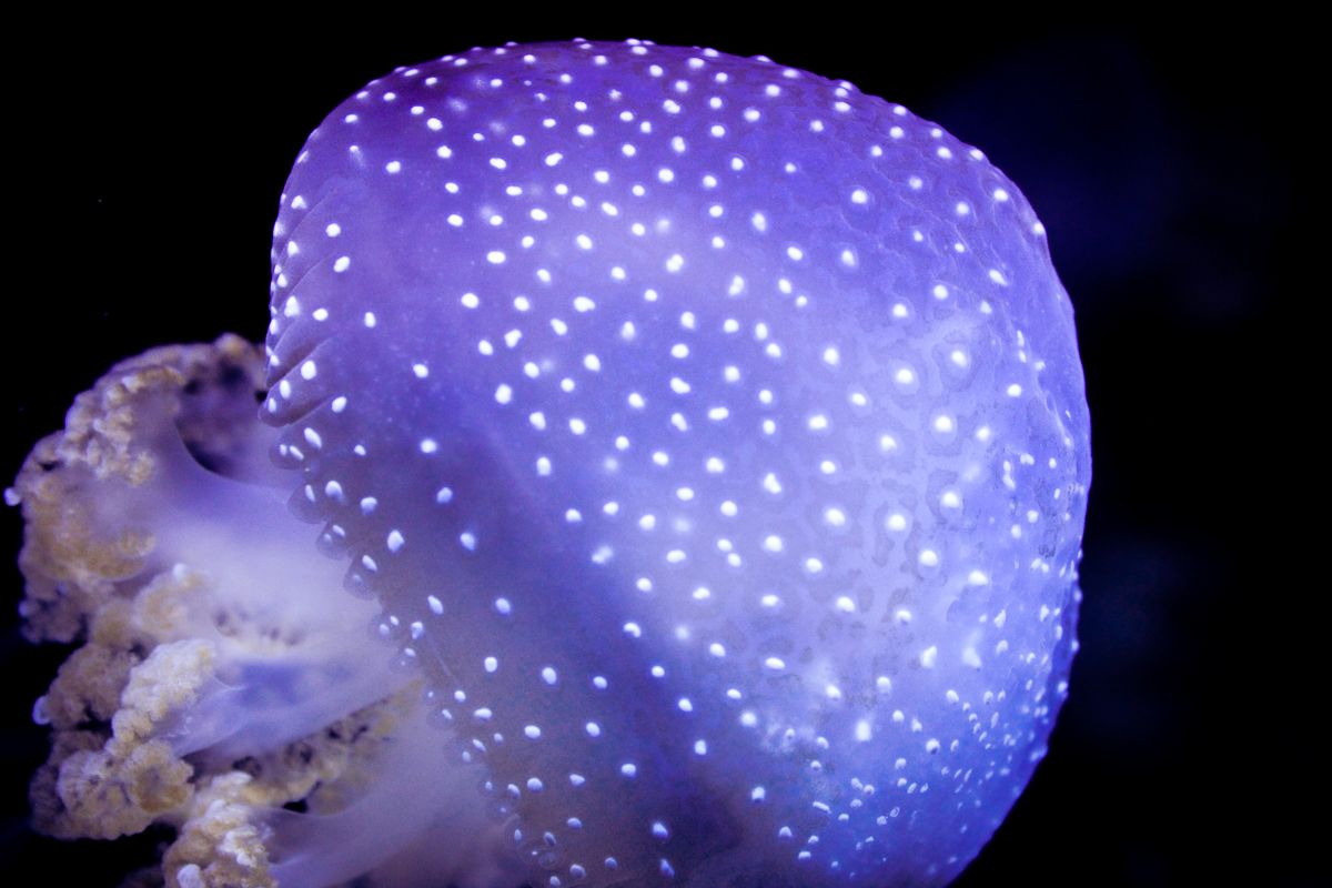 Purple-tinted spotted jellyfish glowing against black background.