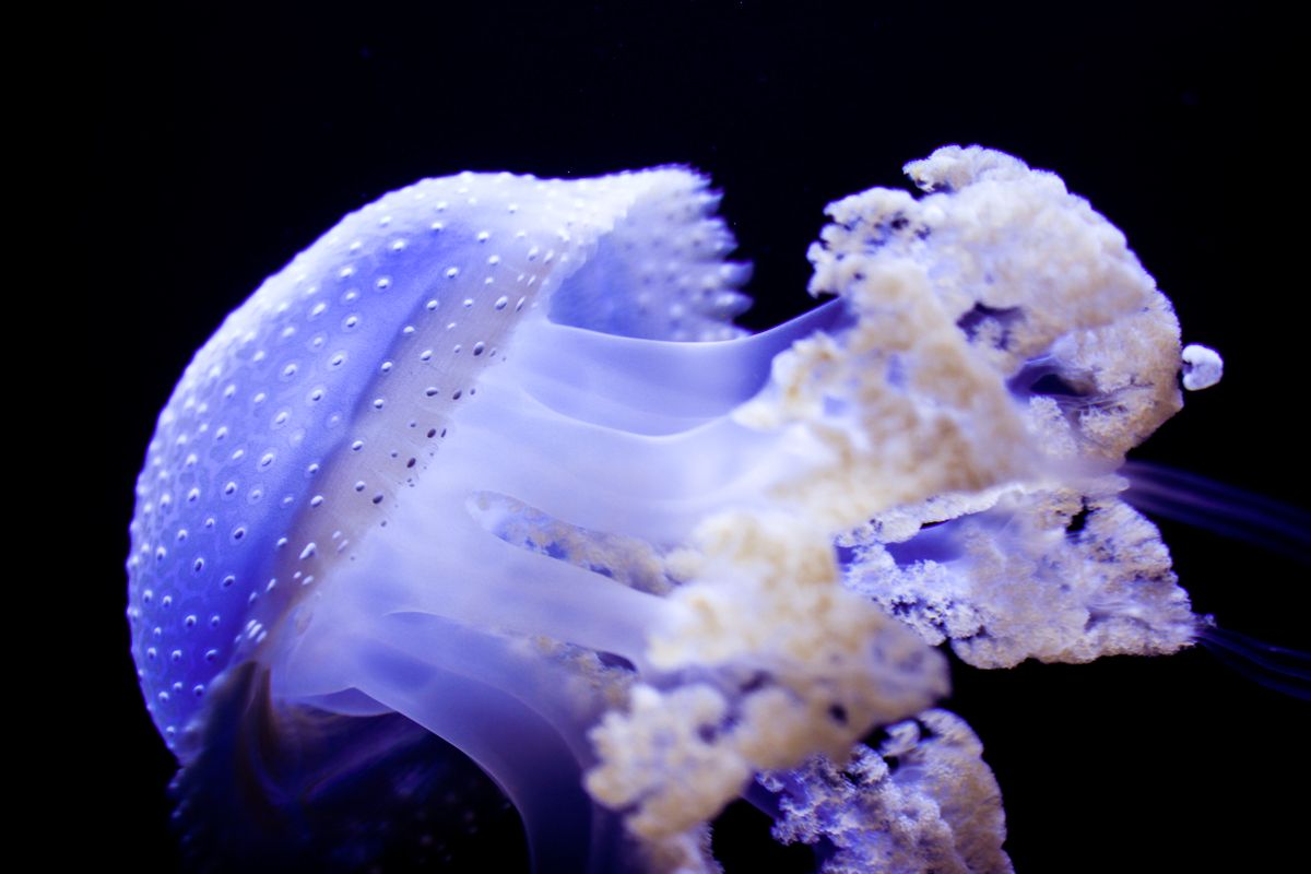 Luminescent jellyfish with spotted dome floating in dark blue water.