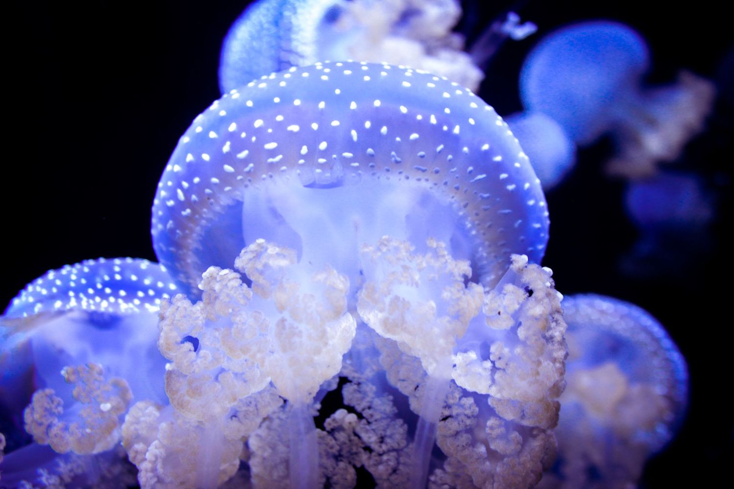 Ethereal blue jellyfish with dotted pattern swimming in dark waters.