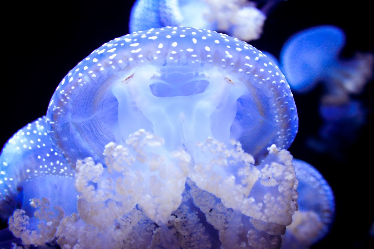 Translucent spotted jellyfish illuminated in brilliant blue.