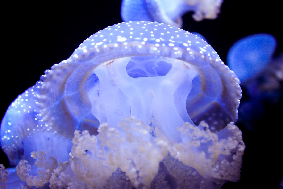 Close-up of a glowing blue jellyfish with spotted bell and trailing tentacles.