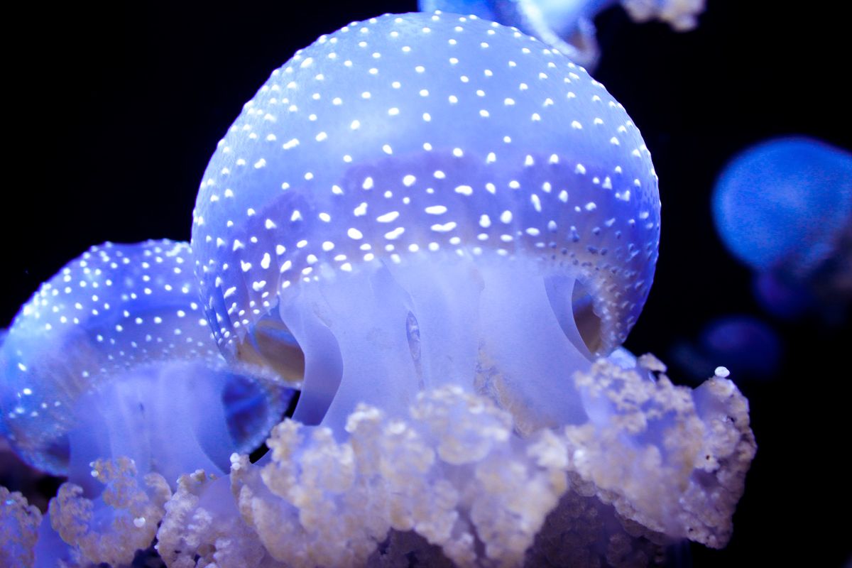 Spotted white jellyfish with delicate tendrils lit in purple-blue hues.
