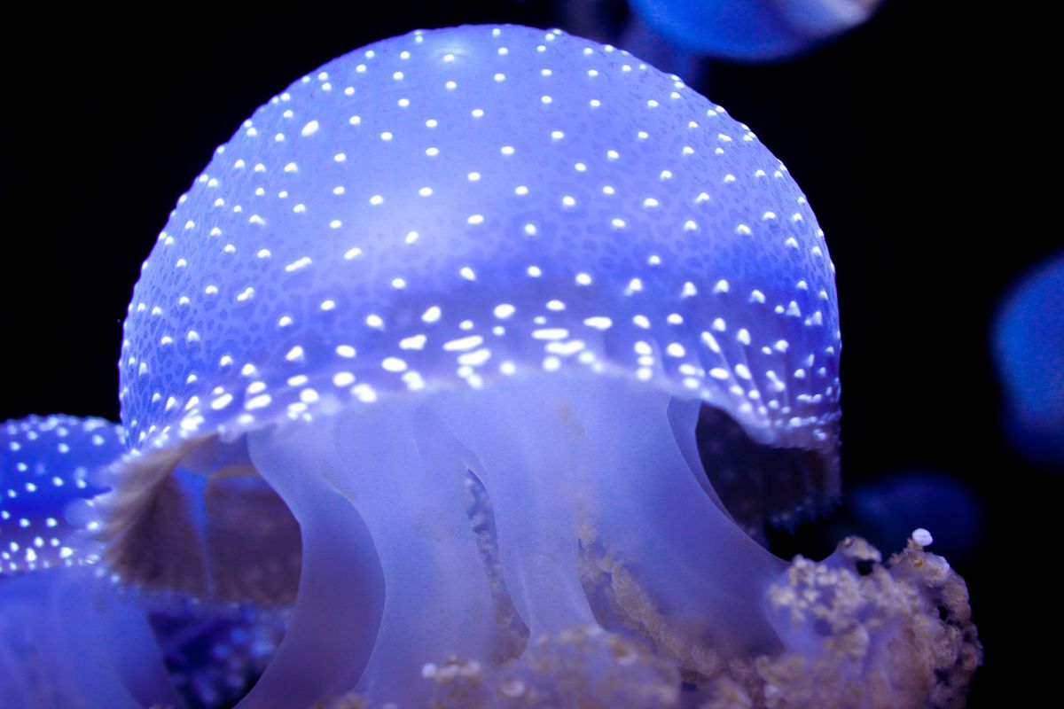 Luminous spotted jellyfish glowing in blue underwater with a translucent bell-shaped body.