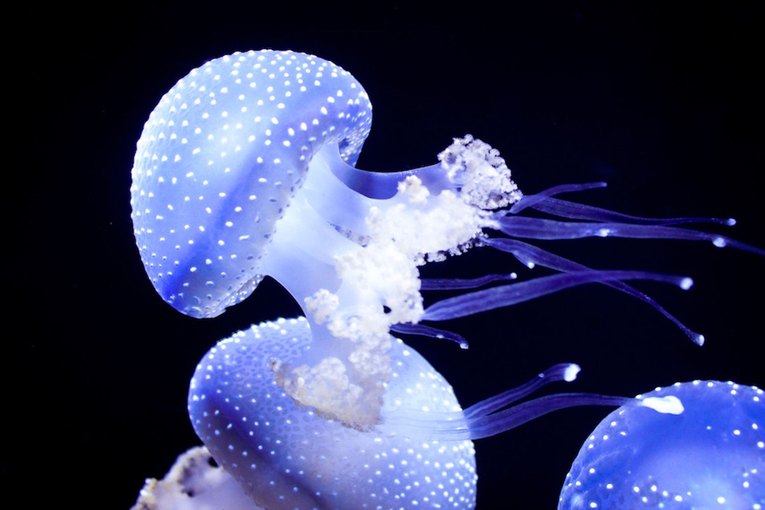 Blue and white spotted jellyfish floating gracefully in dark water with trailing tentacles.