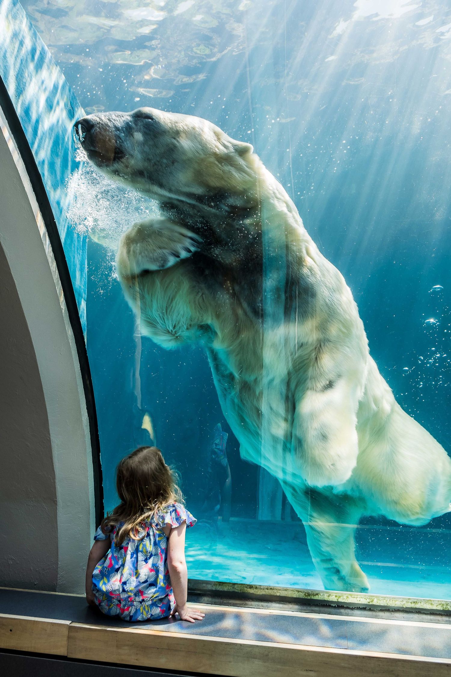A young girl watches a polar bear swim underwater through a large aquarium glass panel.