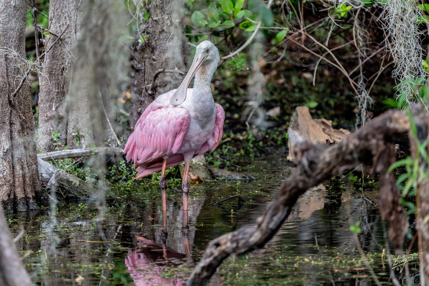 Roseate Spoonbill