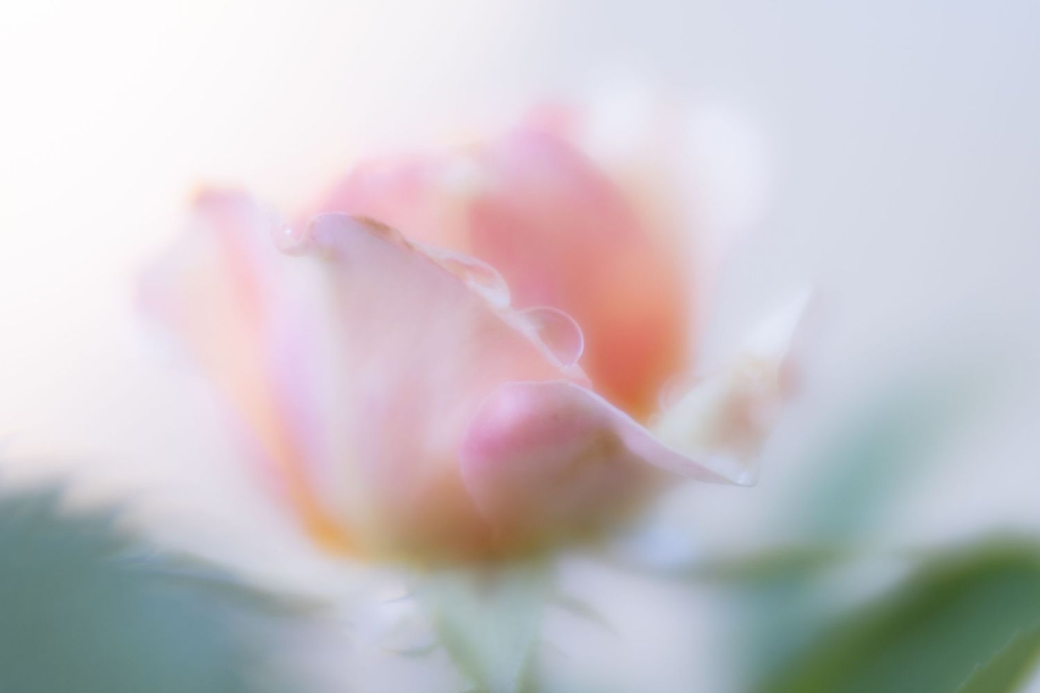 soft rose image by Michelle Deppe Photography.
