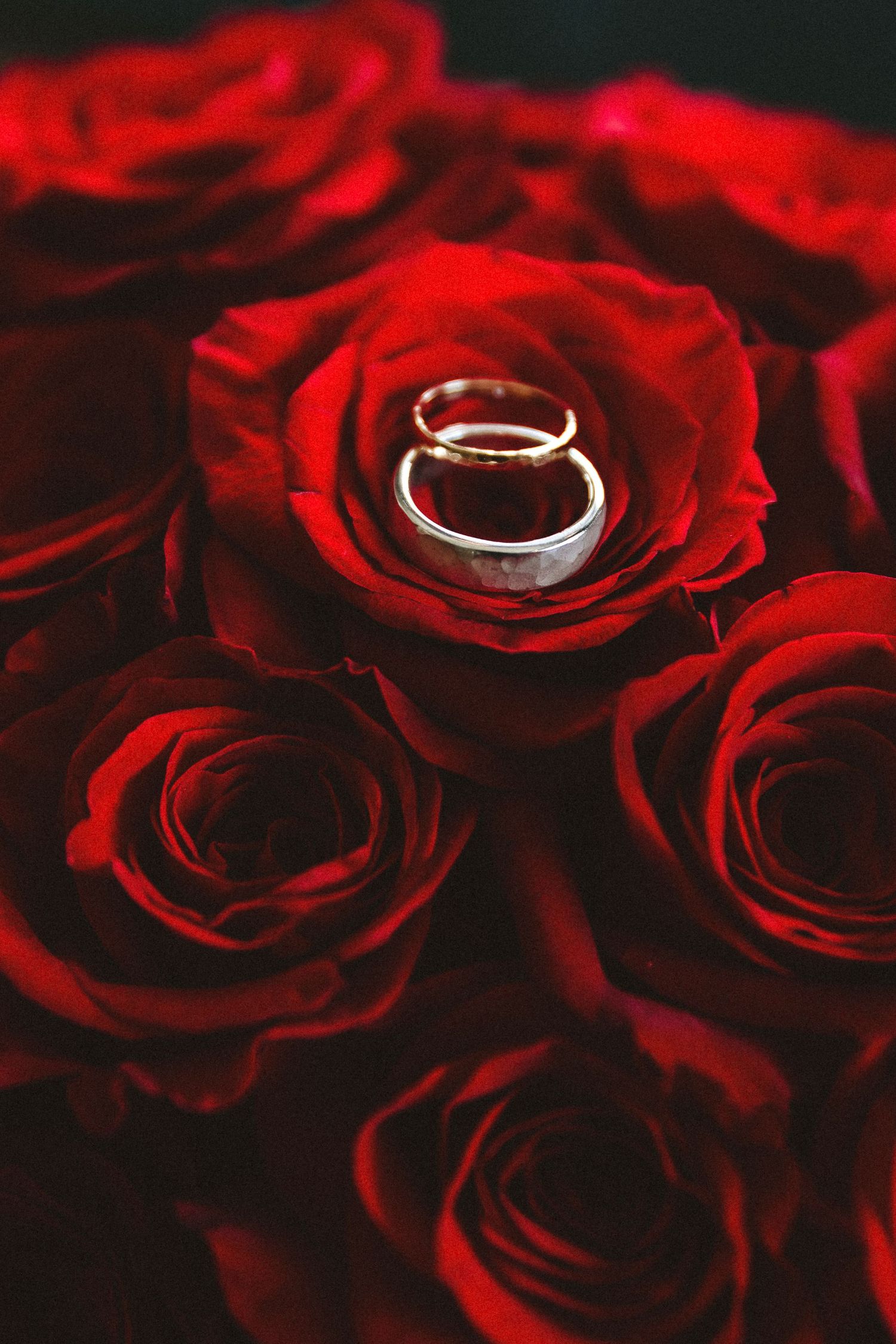 Wedding rings nestled in vibrant red rose petals with dramatic lighting.
