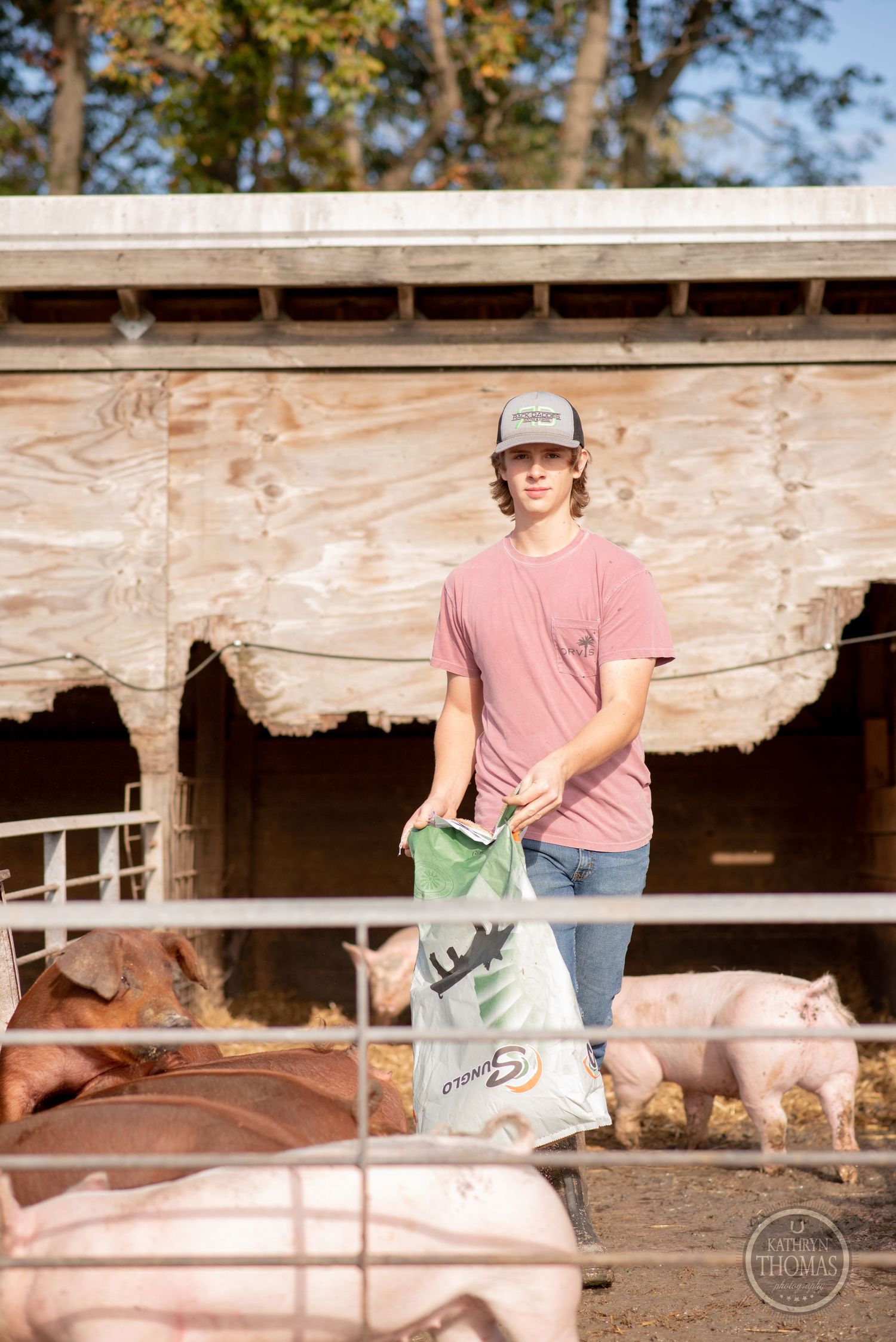 Farm worker with pink shirt carries feed bag near pig pen on sunny autumn day.