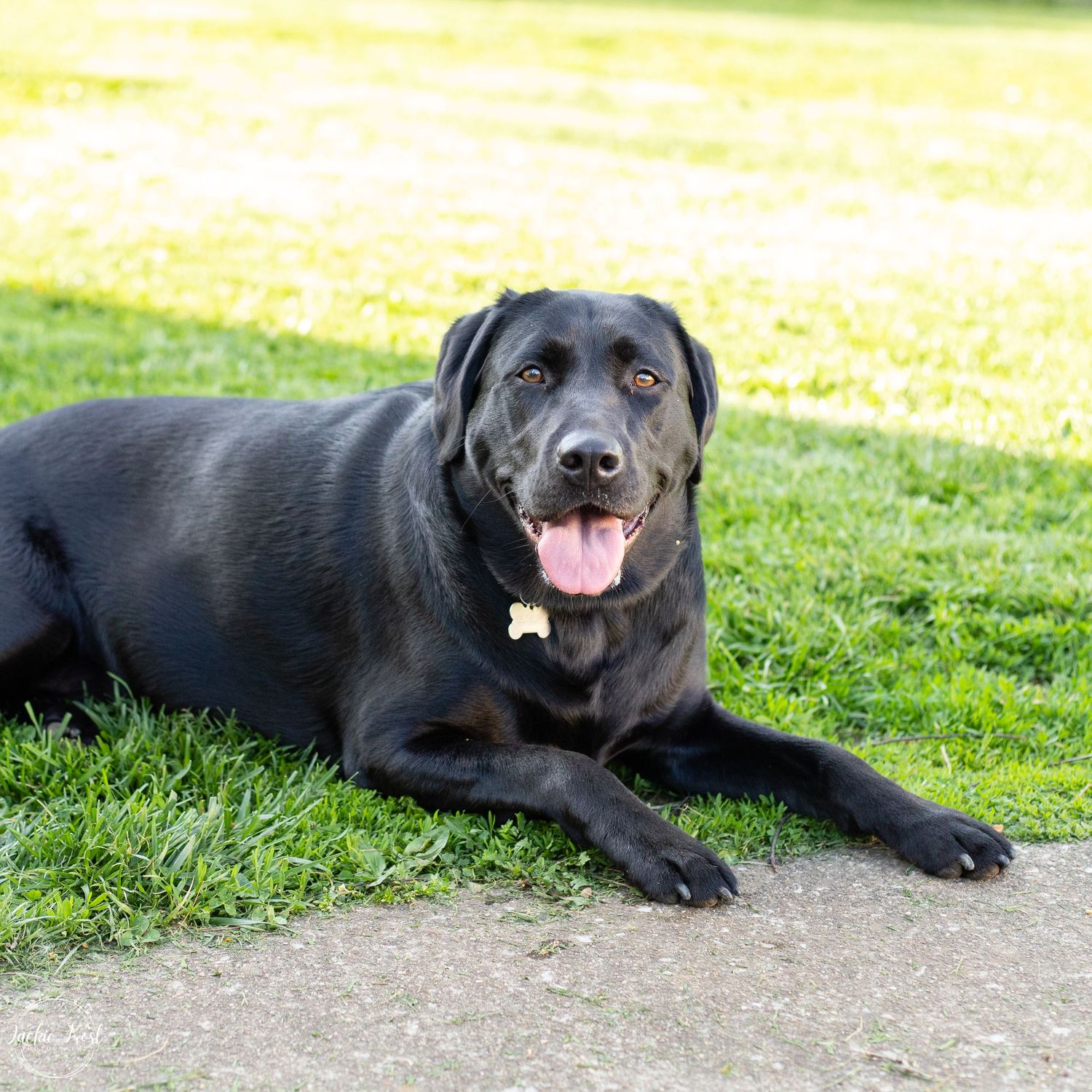 lab, Labrador