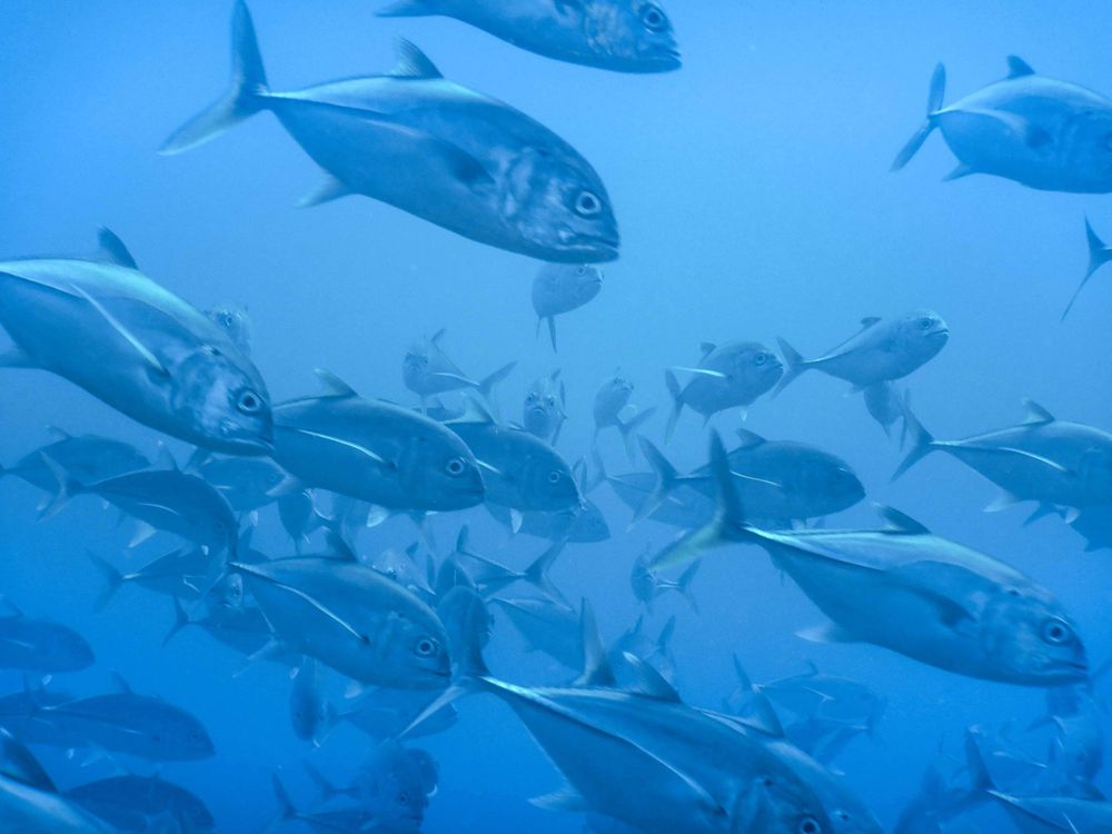 Schooling Jacks in Sea of Cortez