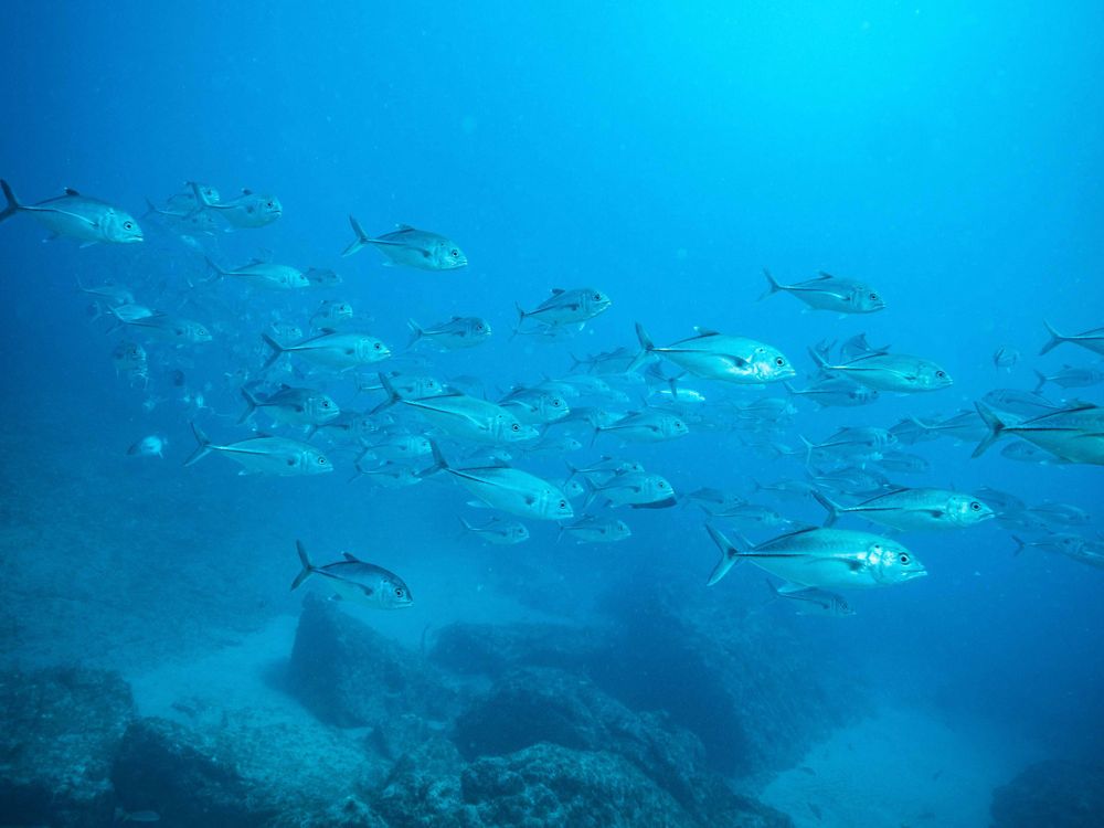 Jacks Swimming in Sea of Cortez