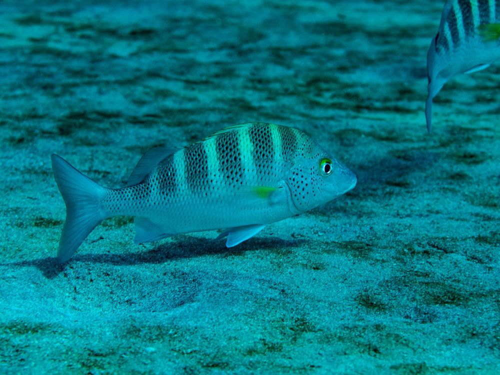 Gray Bar Grunt in Sea of Cortez