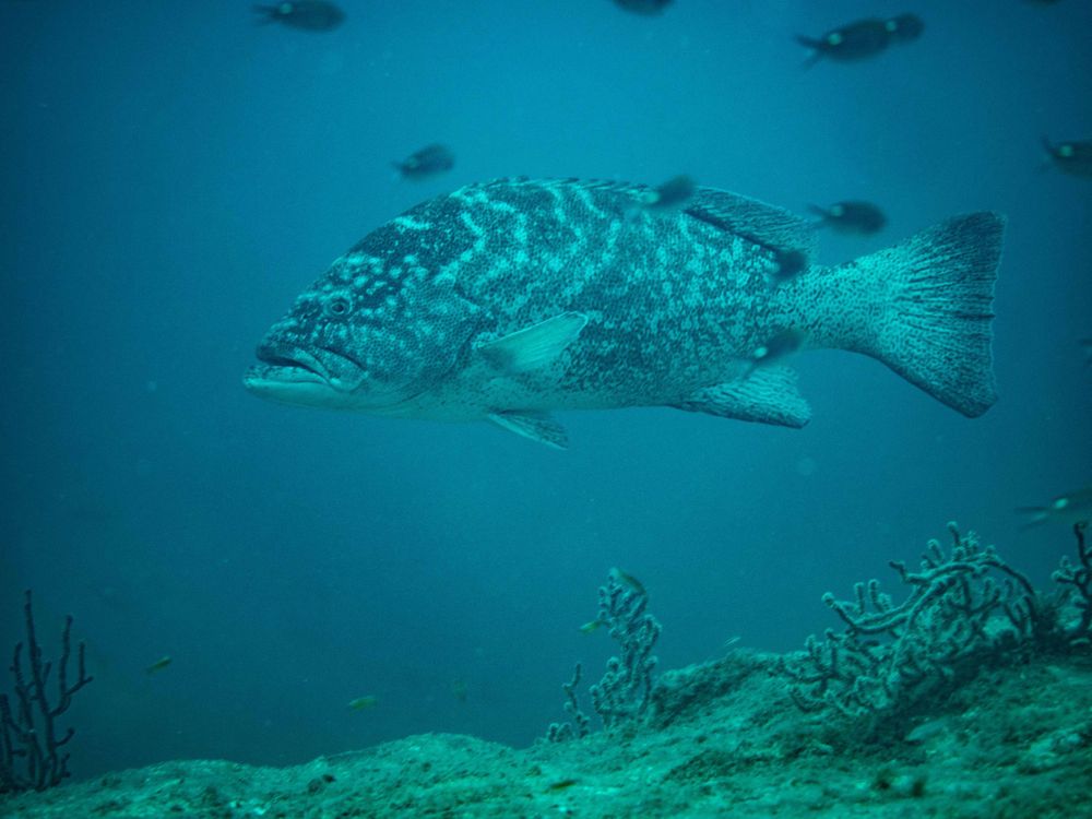 Cabrilla Sea Bass in Sea of Cortez