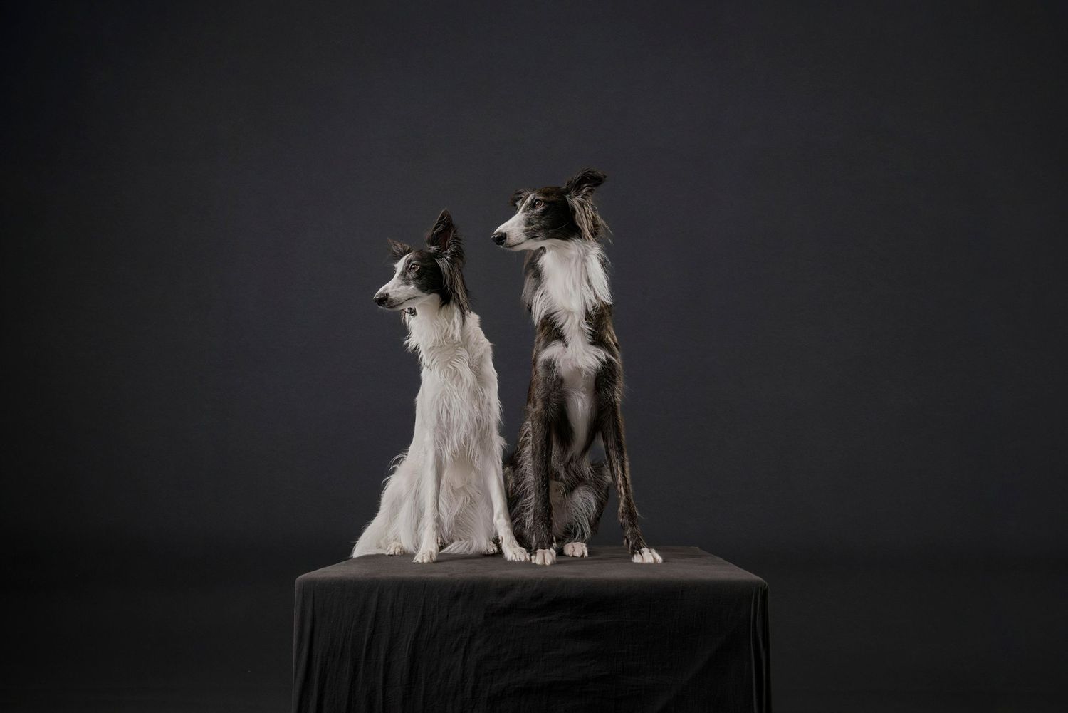 Professional Pet Portrait