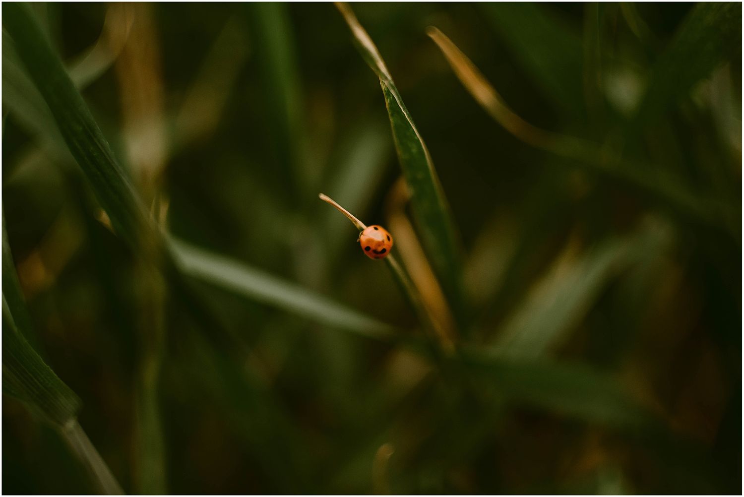 Tiny ladybug perched on a blade of grass in natural macro photography.