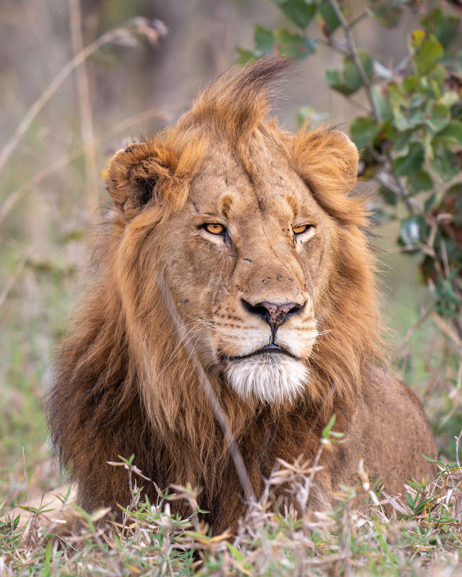 Male lion with magnificent mane resting in natural African savanna habitat.
