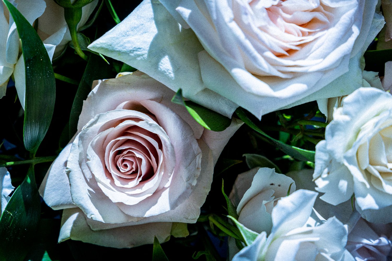 Close-up of light pink garden roses with perfectly spiraled centers among green leaves.