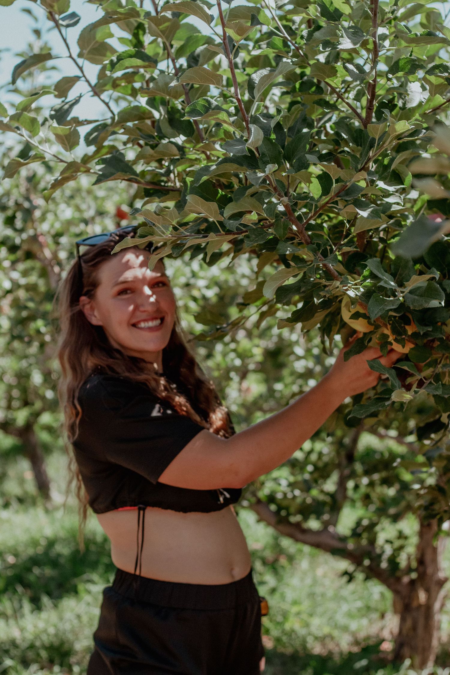 Someone joyfully picking fruit in a sunny orchard wearing casual black attire.