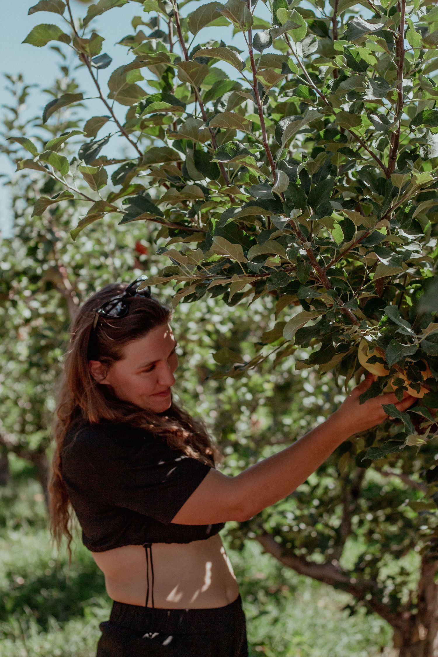 Figure reaching for fruit among green leaves in an orchard setting.